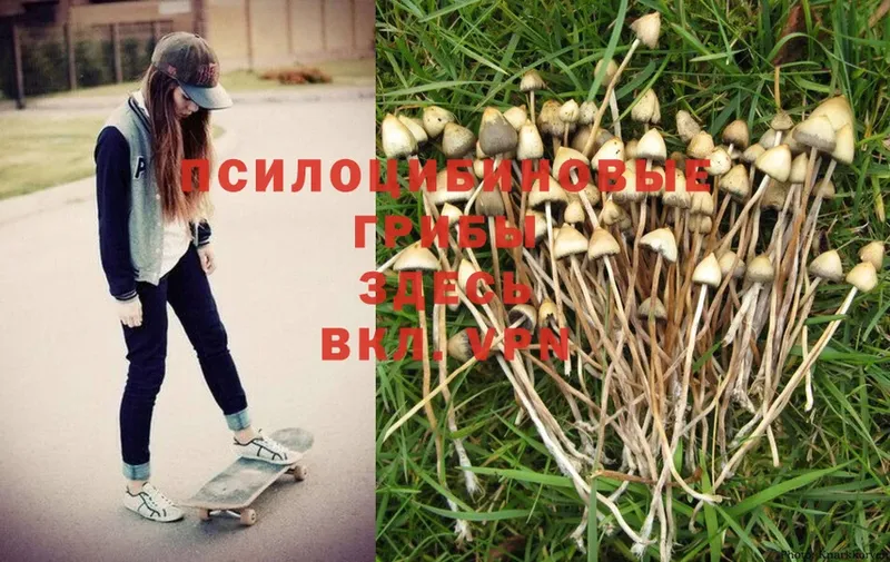 Псилоцибиновые грибы MAGIC MUSHROOMS  Железногорск-Илимский 